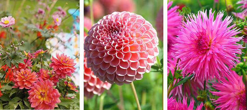 näckrosdahlia pompondahlia fransblommig dahlia
